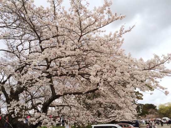 藤枝市金比羅山　桜まつり